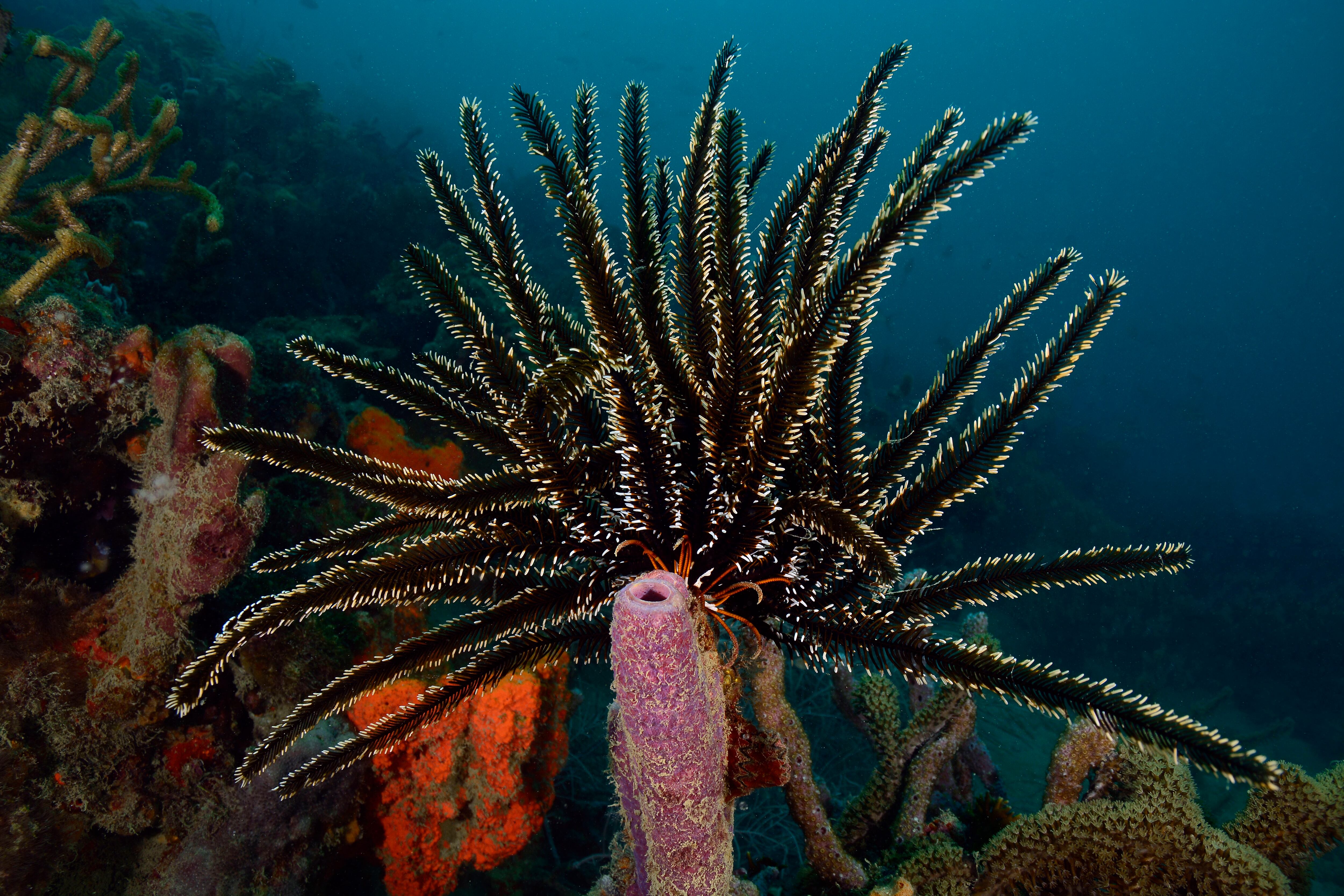 Es una animal que se ha venido adaptando a los cambios de temperatura de los océanos desde hace más de 490 millones de años.