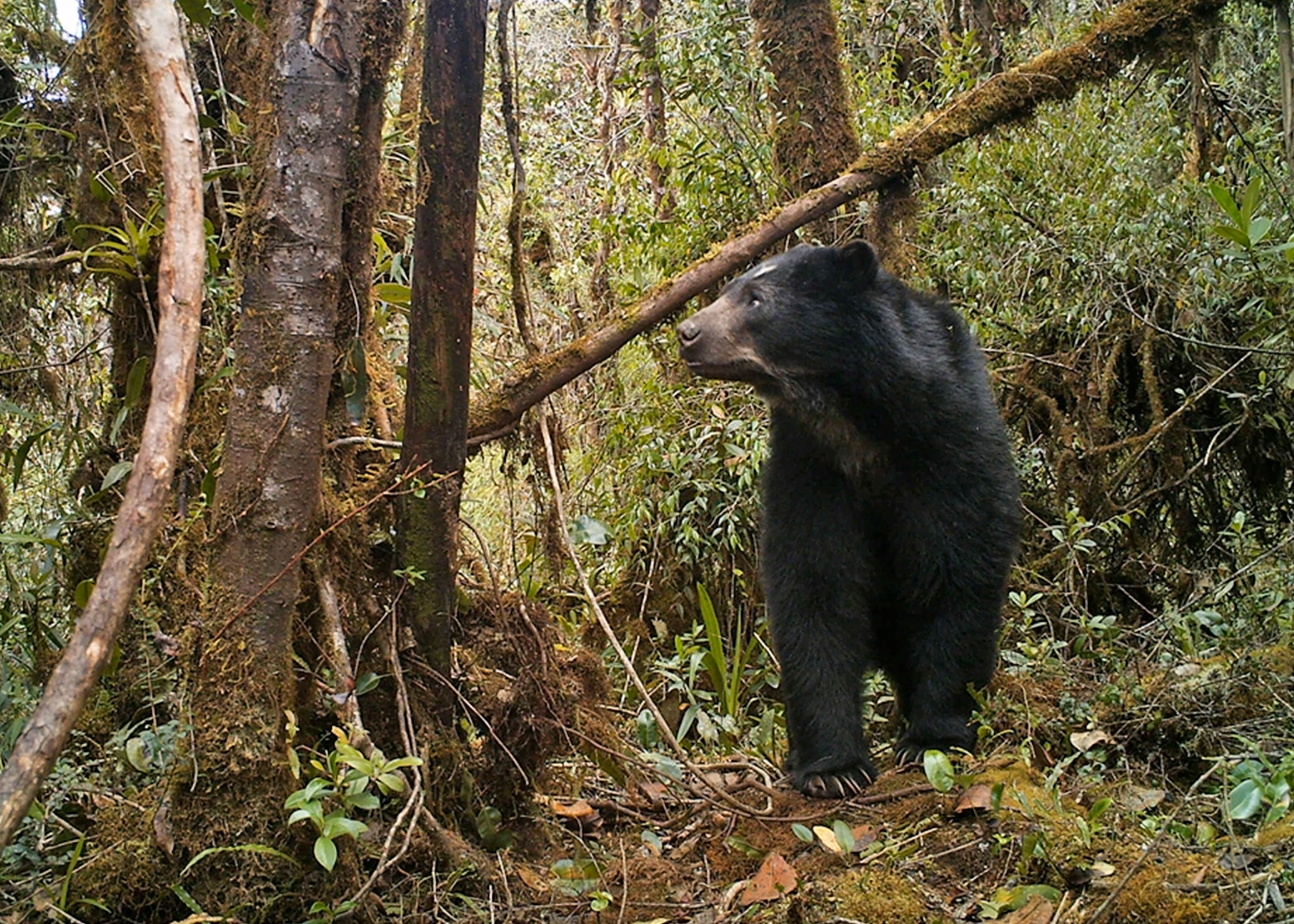El Oso Andino es considerado como el guardián del agua, el jardinero del bosque y el páramo.