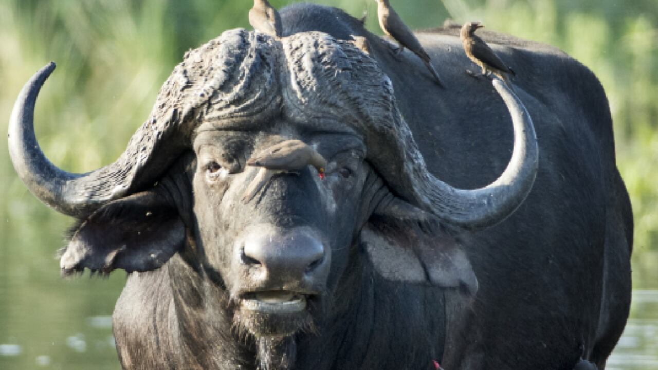 Impactes imágenes muestran cómo el animal de 1.100 kilogramos embistió al avezado cazador y le provocó la muerte