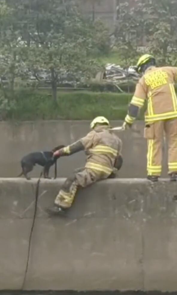 Los bomberos de Bogotá rescataron a un perro que cayó en un canal de aguas  negras en el barrio Garcés Navas.