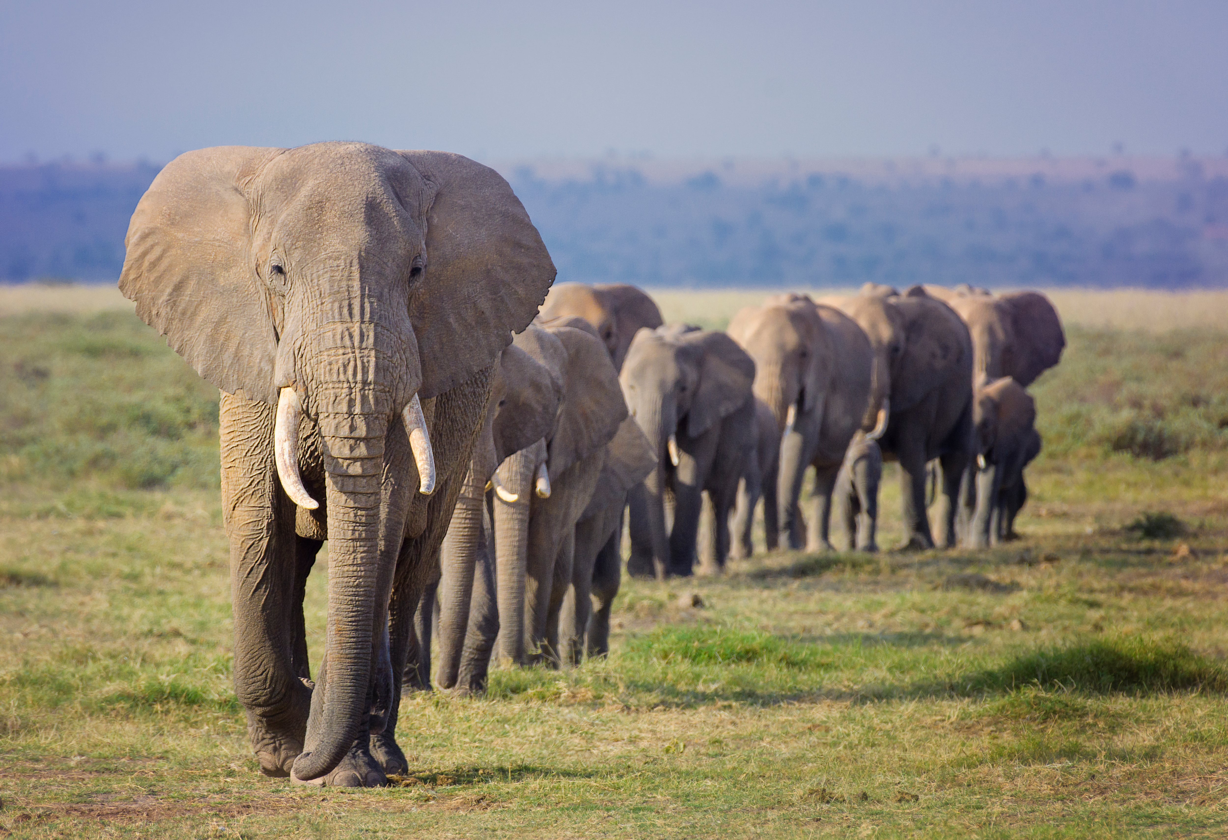 Los elefantes cumplen un papel mucho más importante que el de ser uno de los animales más emblemáticos de África.