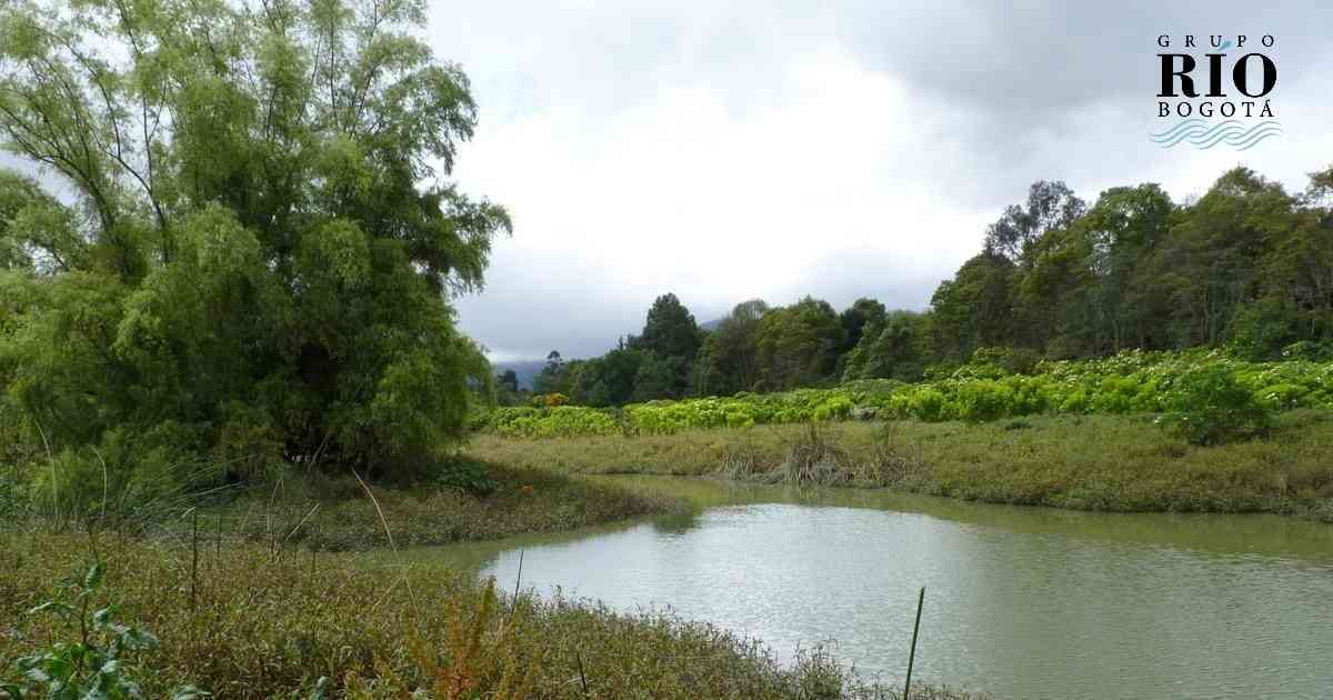 Humedales de Bogotá. Foto: Daniel Bernal- Fundación Humedales Bogotá