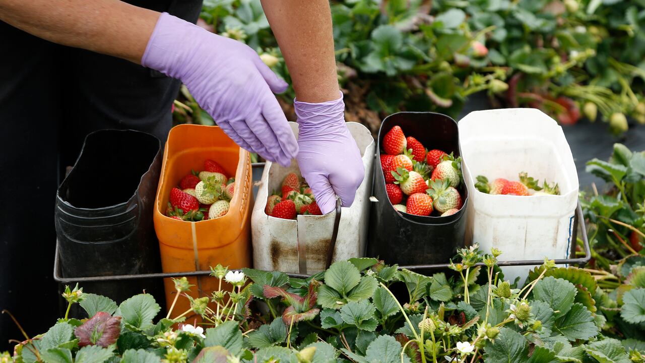 Para limpiar las fresas adecuadamente, se debe usar una escobilla para quitar los restos de tierra o bacterias que se acumulan en el alimento.