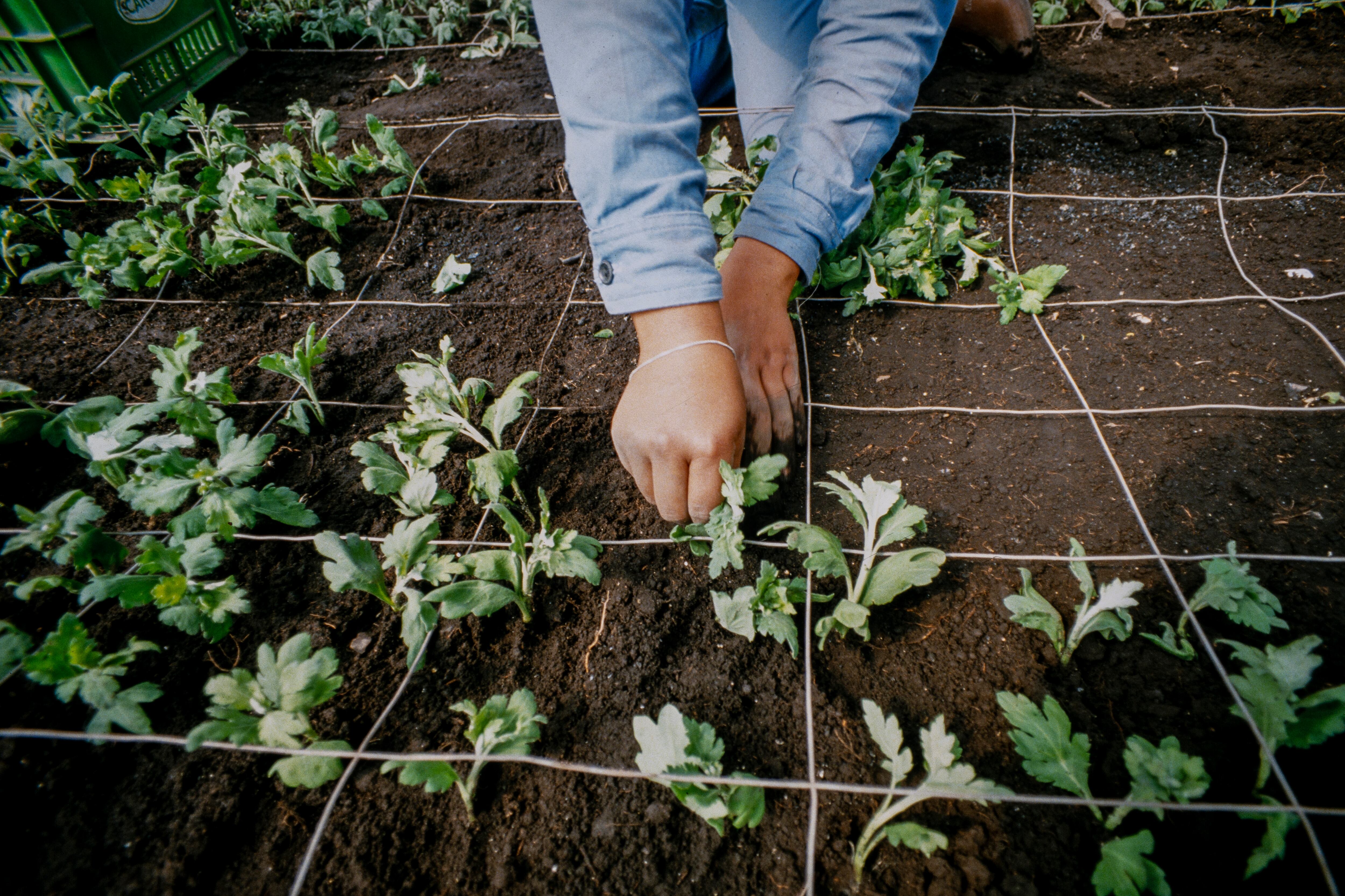 'Amor, mujeres y flores'  de Marta Rodríguez y Jorge Silva, estrena su hermosa y vigente versión restaurada en cines este 8 de mayo.
