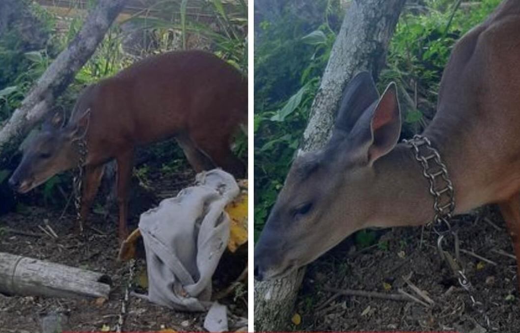 La denuncia del hecho fue interpuesta ante las autoridades por los vecinos