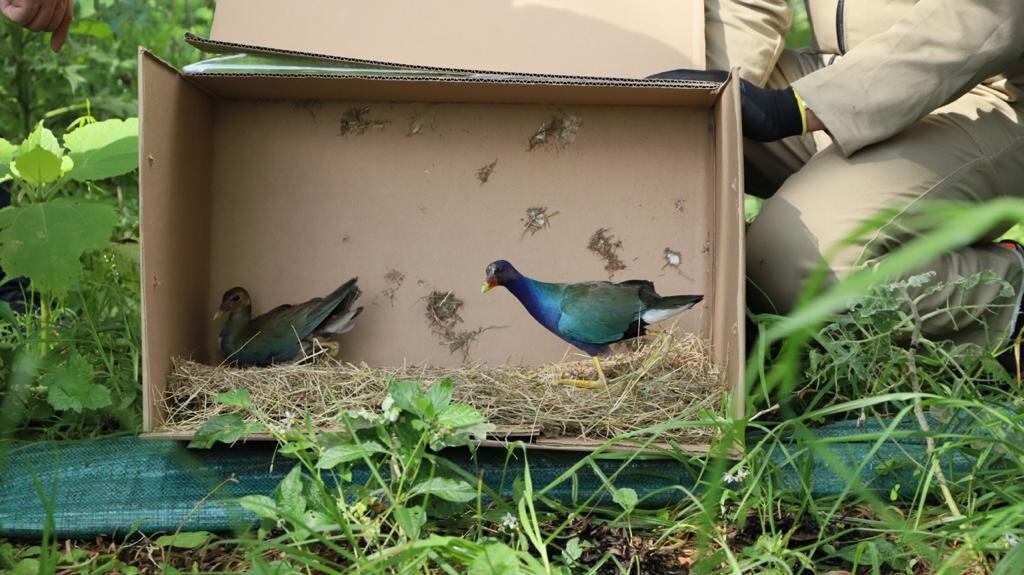 Tinguas azules liberadas en Bogotá