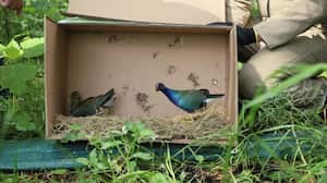Un total de 70 aves migratorias fueron liberadas en los últimos días en tres humedales de Bogotá.