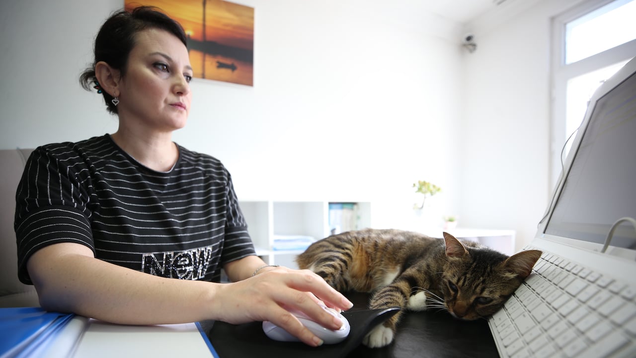 ¿Por qué los gatos duermen sobre los computadores?