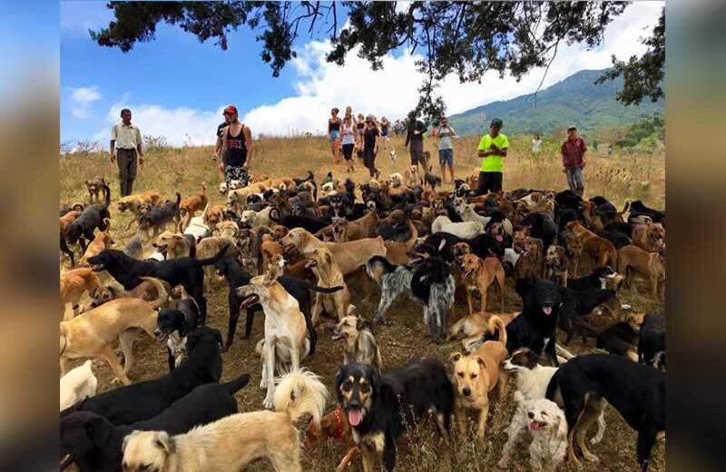 El albergue también realiza jornadas para que cualquiera pueda interactuar con los animales, así quiera o no llevarse uno a la casa. Son momentos de alegría que se comparten con esas tiernas compañías. 