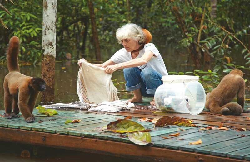 LA ‘MOTHER’ DE LOS CHURUCOS - Los micos churucos, con sus colas tan ágiles, su juguetona apariencia y su vivacidad, están al borde de desaparecer. No  solo son víctimas de la caza ilegal para venderlos como mascotas, sino para comer su carne. De no ser por Sara Bennet, cabeza de  la Fundación Maikuchiga, ya se hablaría de ellos en pasado. La estadounidense, a quien colonos e indígenas llaman ‘La mamá de  los micos’, se anotó un triunfo enorme cuando convenció a la comunidad mocagua, en el resguardo tikuna, de no cazarlos más. Recursiva y consecuente, Sara se apoya en la capacidad de aprender y gestionar de estos pobladores para reintroducir a la selva del resguardo varios de estos primates neotropicales, que alcanzan hasta 15 kilos de peso y cuyas manadas pueden dispersar más de 200 especies de semillas, hecho que afecta positivamente los ecosistemas que cubren. Bennet se enfrenta a problemas como la dificultad para financiar su trabajo, pero ella no ha cejado en su esfuerzo.