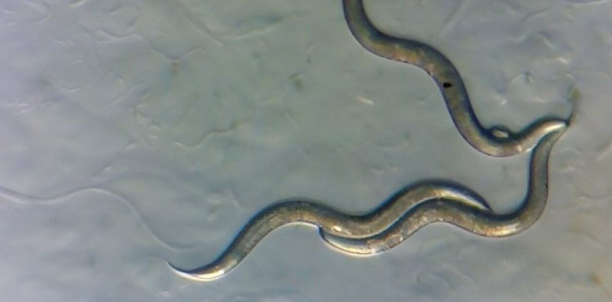 “Ahora que sabemos qué cepas de Oschieus tipulae son más sensibles o más tolerantes al daño del ADN podemos utilizar estas cepas para estudiar por qué diferentes individuos tienen más probabilidades que otros de sufrir los efectos de los carcinógenos”, indicó Tintori.