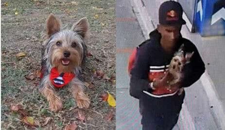 Mango, fue robado de una veterinaria. Sus dueños lograron recuperarlo.