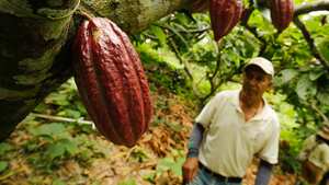 La iniciativa espera beneficiar en un principio a más de 8 mil productores en cerca de 15 mil hectáreas de San Vicente del Chucurí y El Carmen de Chucurí en Santander.
