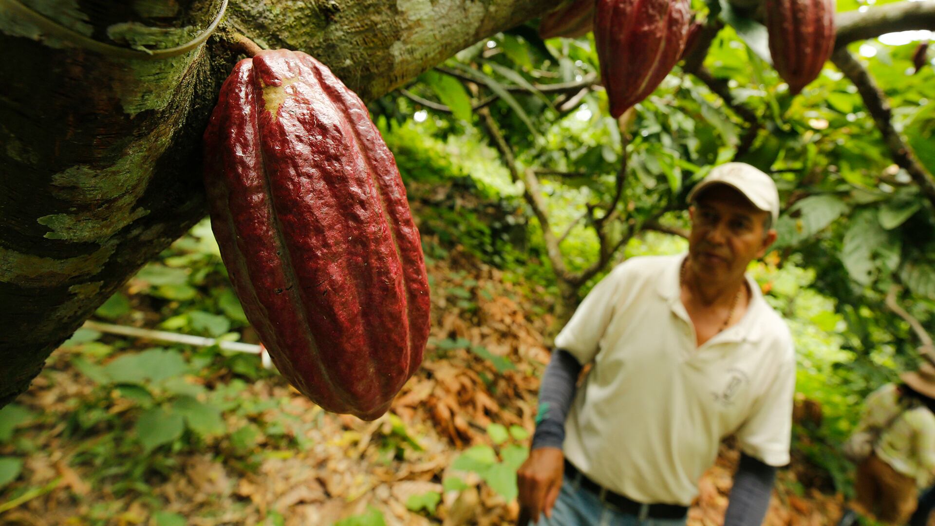 NO USAR, USO EXCLUSIVO MEJOR COLOMBIA, Davivienda