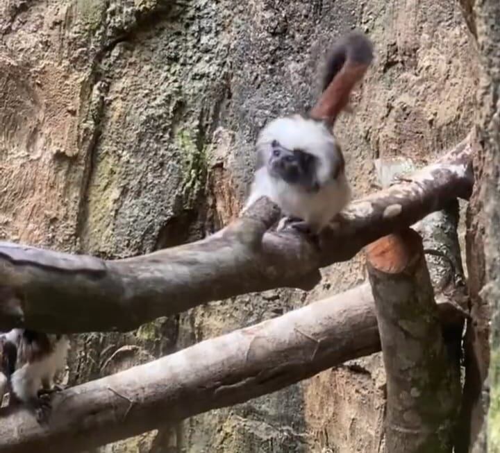 El mono tití piel roja es una especie de nuestro país