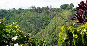 Plantación de café, Eje Cafetero, Colombia.