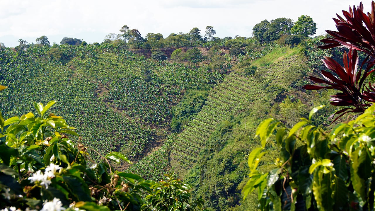 Consejos clave para disfrutar al máximo la ruta del café en Colombia