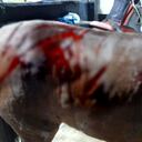 La yegua tuvo que recibir más de 180 puntos, según denunción el dueño del criadero