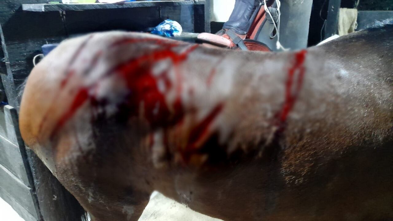 La yegua tuvo que recibir más de 180 puntos, según denunción el dueño del criadero