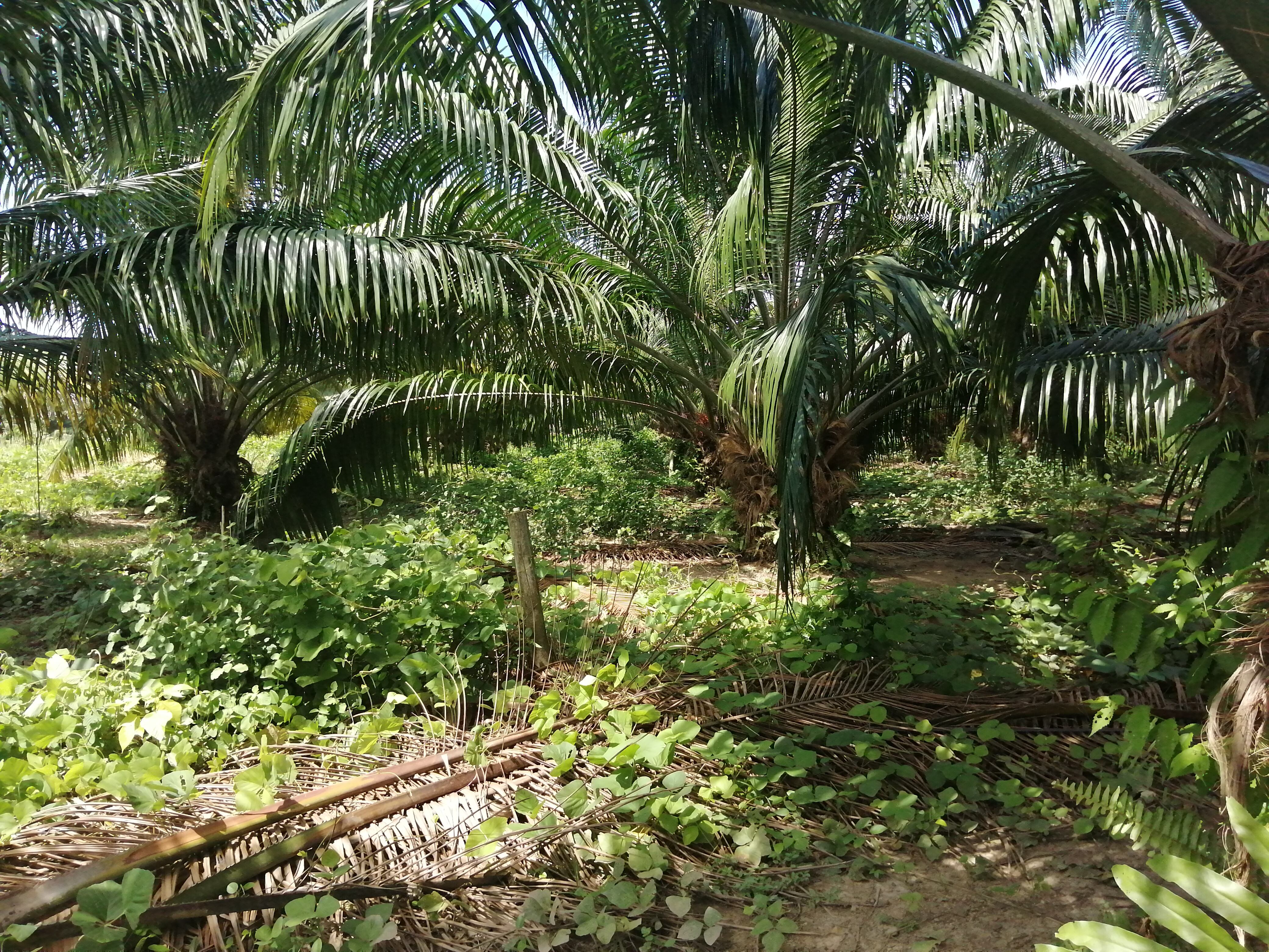 La palma de aceite se ve afectada con la pudrición del cogollo.