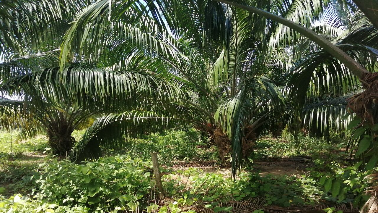 La palma de aceite se ve afectada con la pudrición del cogollo.