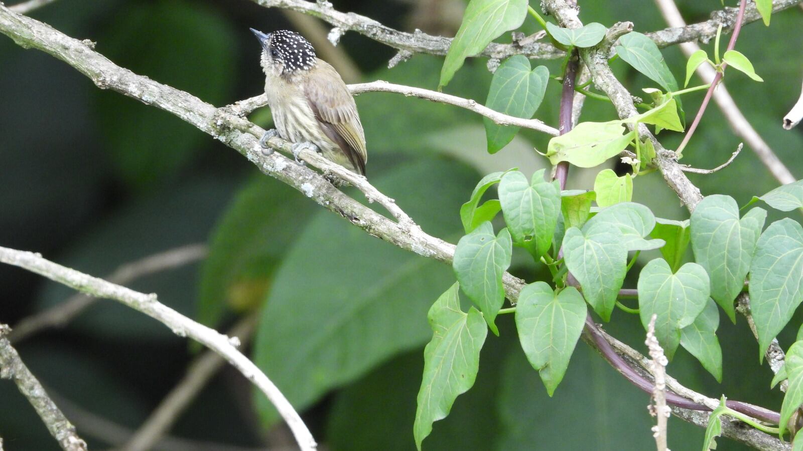 Avistan un carpintero colombiano en el sur de Itagüí, Antioquia