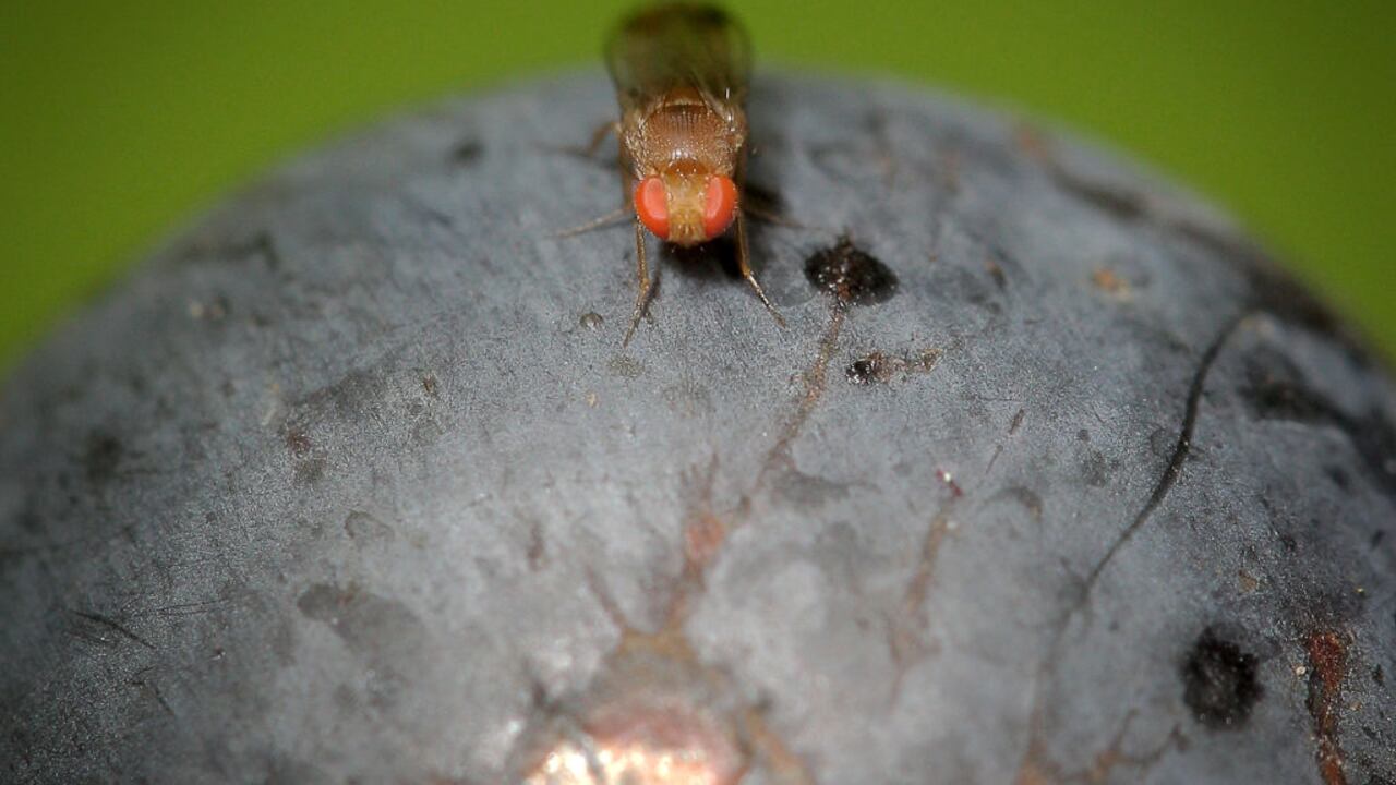 Una drosophila de ala manchada (Drosophila suzukii) se asienta sobre una uva de vino tipo portugués en el viñedo de la familia Mohr en Bensheim an der Bergstrasse, Alemania, el 10 de septiembre de 2014 (Foto de Fredrik von Erichsen/Picture Alliance vía Getty Images)