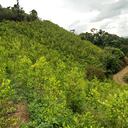 Imagen de cultivos de coca en zona rural de El Tambo, Cauca.