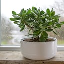 Esta planta es una gran opción para remplazar al árbol de jade.