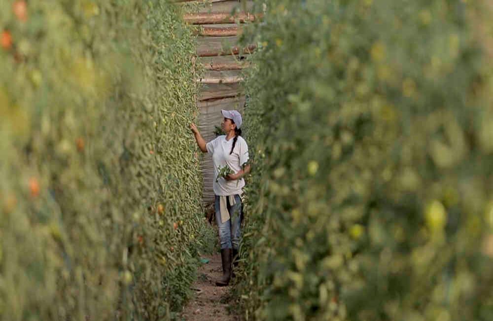 Angélica Valbuena es la primera mujer en formar parte del emprendimiento de agricultura sostenible ejemplar en el municipio de Ubaté, Cundinamarca.