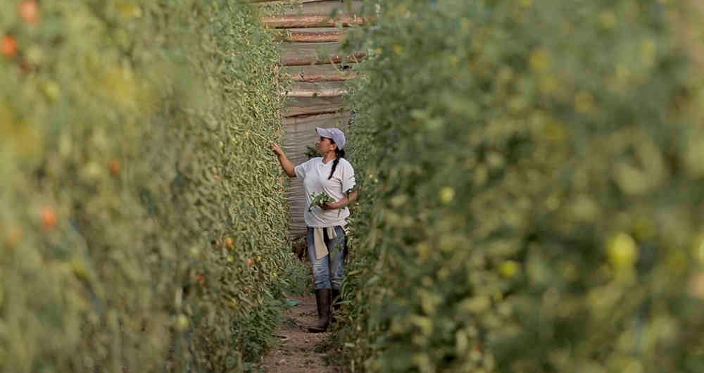 Angélica Valbuena es la primera mujer en formar parte del emprendimiento de agricultura sostenible ejemplar en el municipio de Ubaté, Cundinamarca.