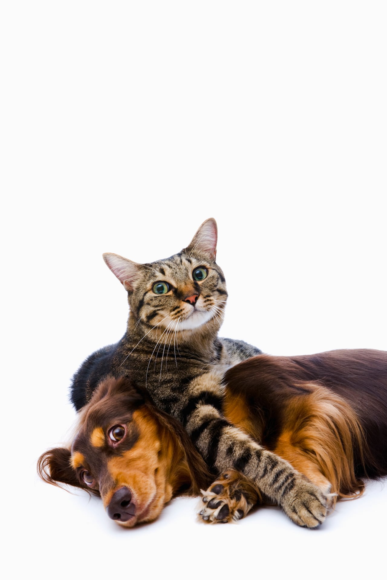 Mascotas - perro y gato