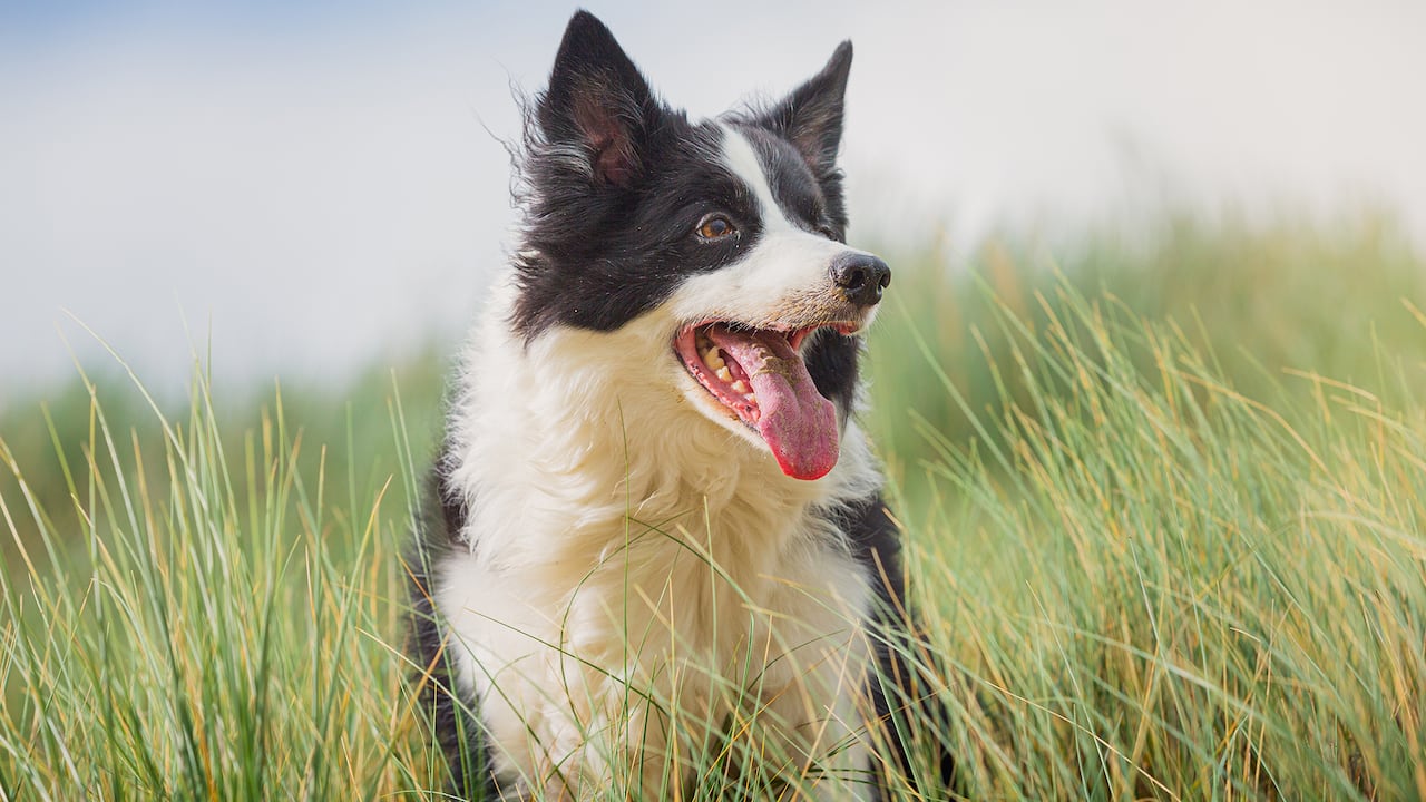 Hoy son cerca de 5 millones las mascotas que hay en los hogares colombianos.