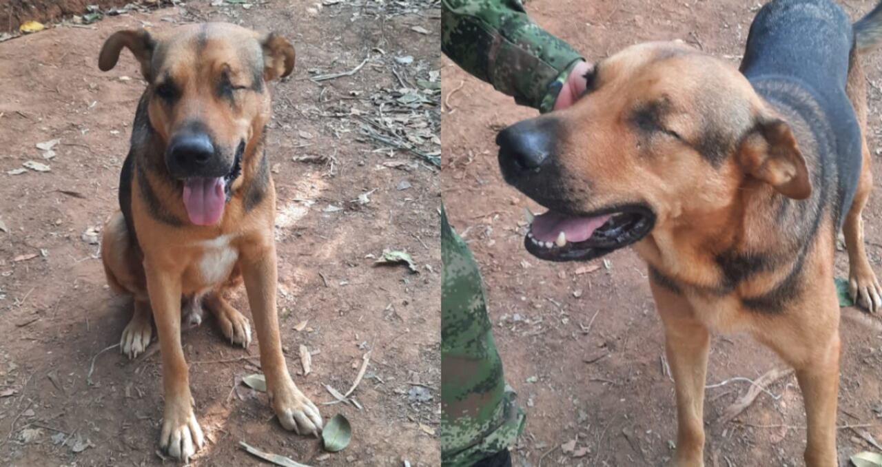 El pequeño animal, sin un ojo, acompaña día tras día a los soldados que lo rescataron.