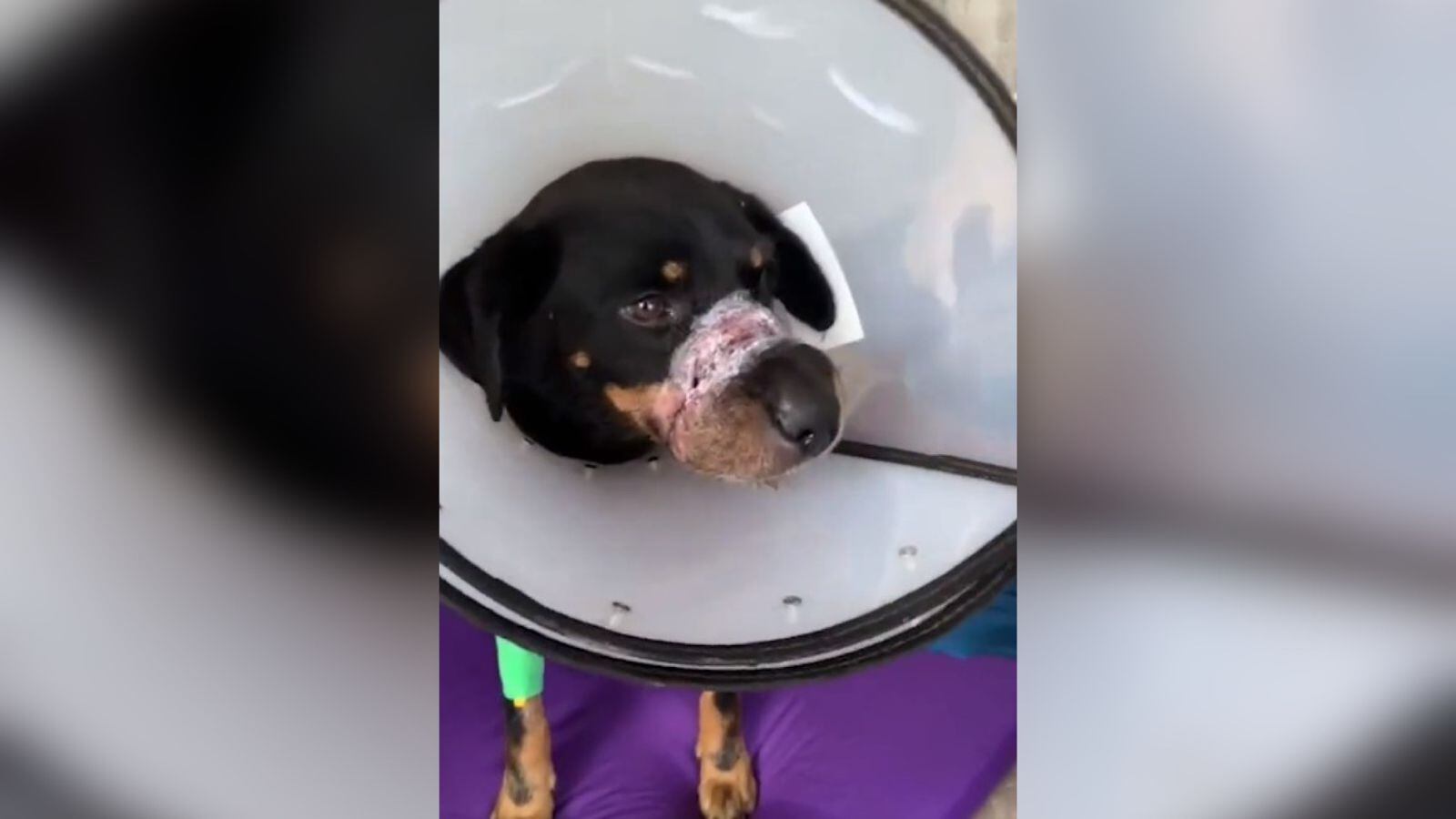 La perrita fue intervenida quirúrgicamente.