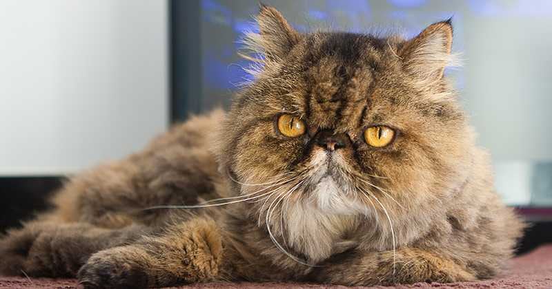 El gato persa se caracteriza por su tranquilidad. 