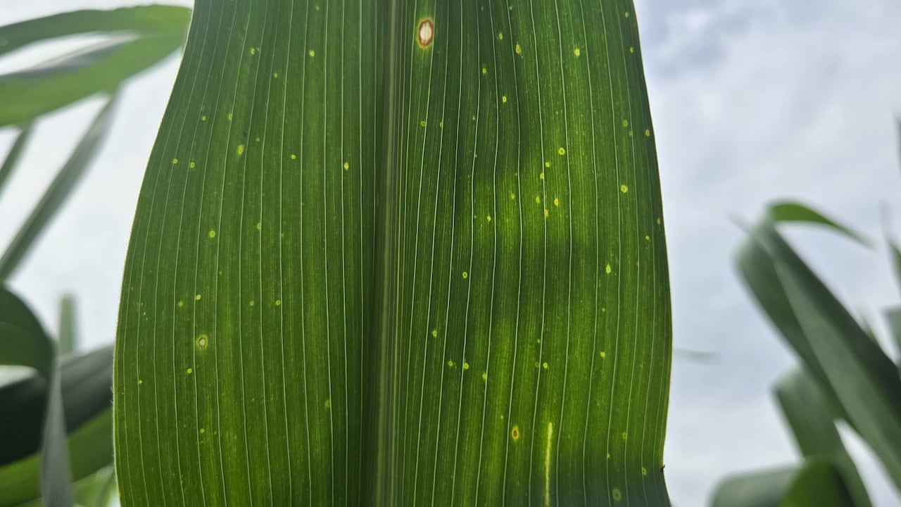 El 98 % de las plantas evaluadas presentó la enfermedad y las lesiones afectaron entre el 10 % y el 20 % de la superficie de las hojas.