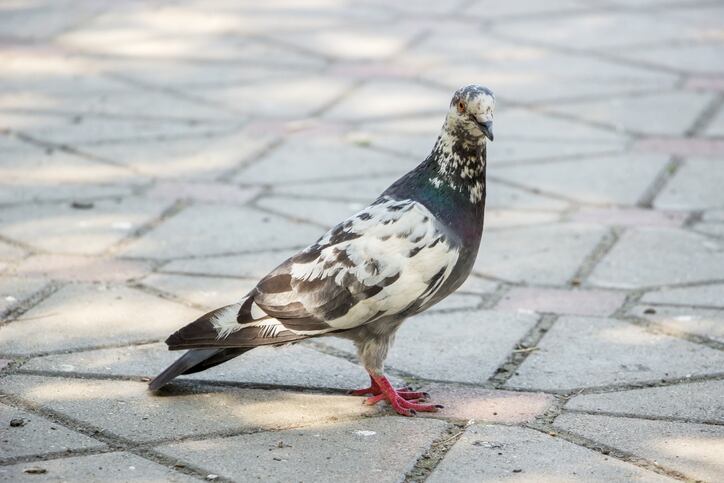 Pigeon standing on tiles