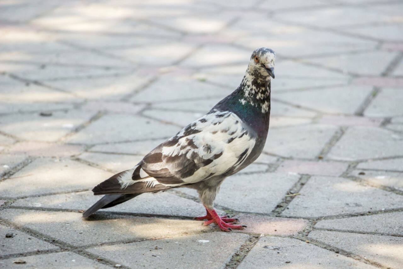 Pigeon standing on tiles