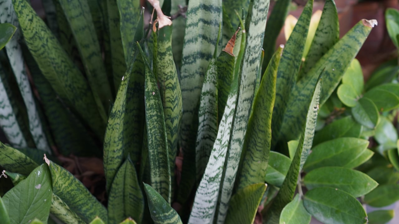 Según el Feng Shui, la sansevieria ayuda a bloquear energías negativas y atraer armonía.