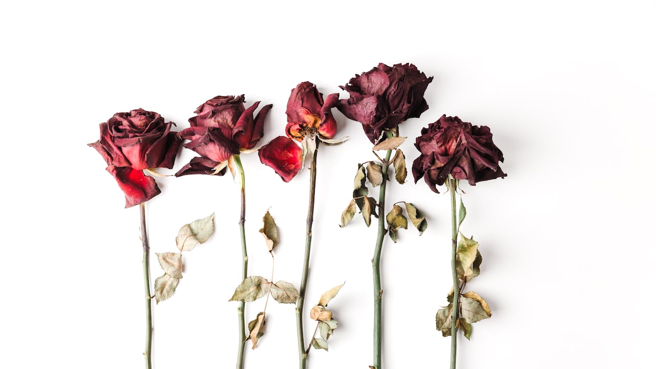 Las flores se marchitan rápido por diversas razones.