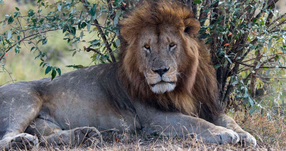  Los leones son una de las especies más amenazadas por la especie humana y su desaparición aumentó desde la creación de las armas de fuego.