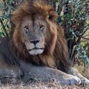 Los leones son una de las especies más amenazadas por la especie humana y su desaparición aumentó desde la creación de las armas de fuego.