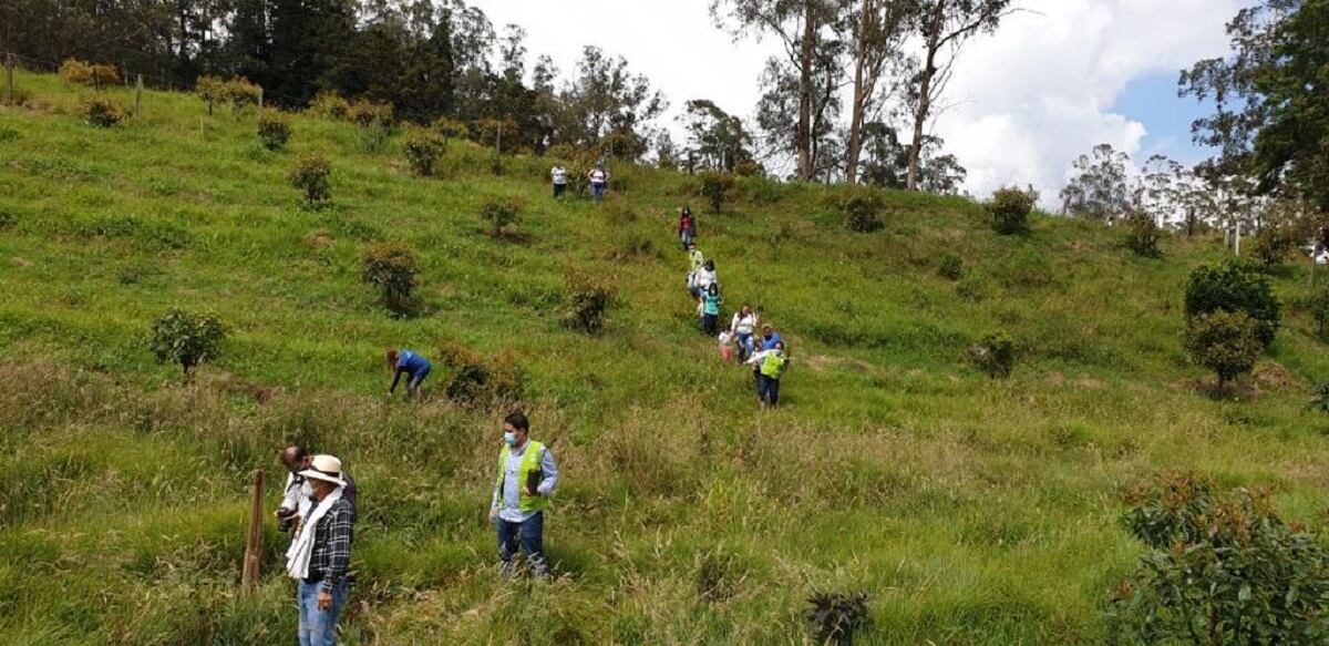 Siembra de árboles del Banco Agrario