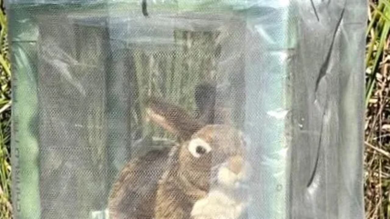 Los conejos funcionan por energía solar y con controles a distancia.