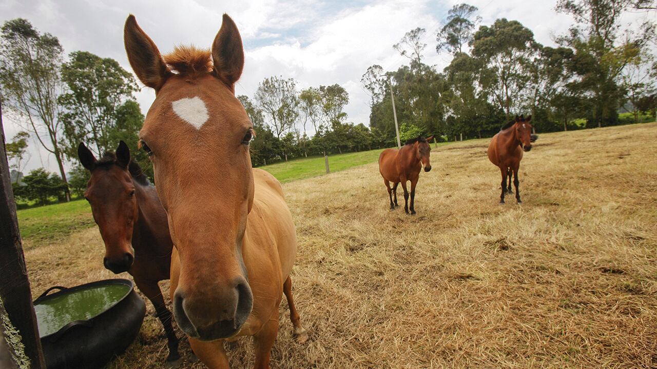 Esta actividad se concentra en Antioquia, Cundinamarca, Boyacá, Meta, Córdoba y Valle del Cauca. 