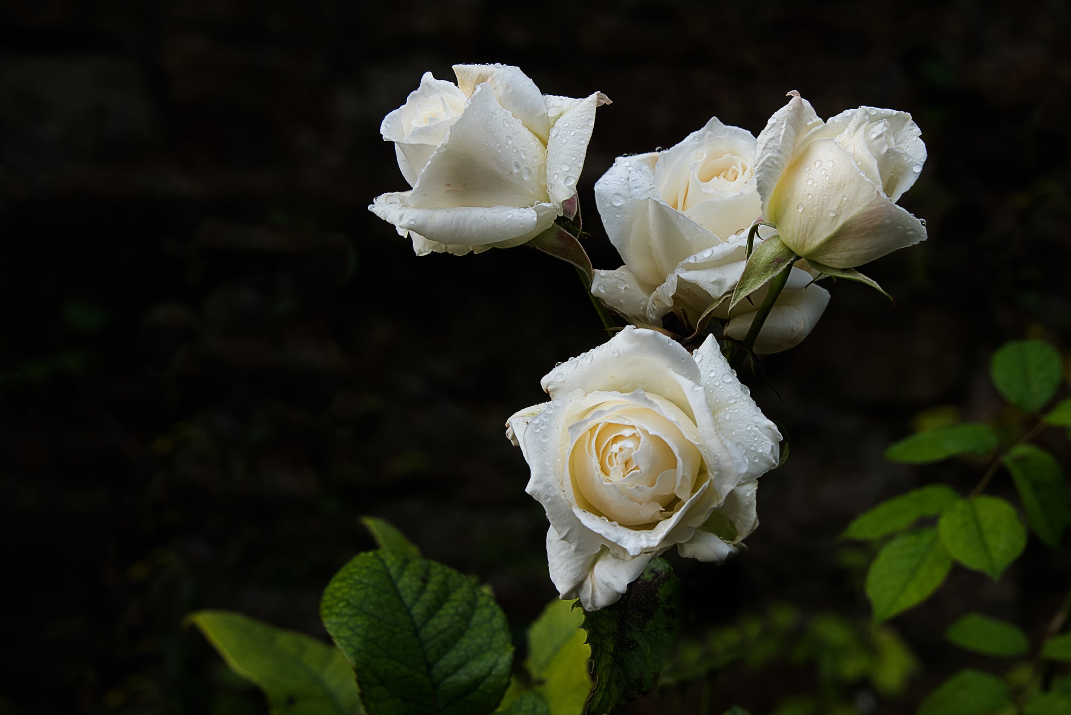 Rosas blancas.