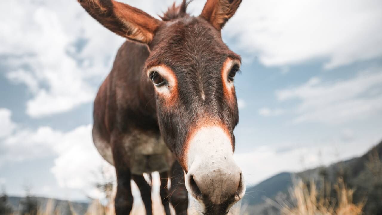 Días después de su rescate, la fundación que lo recibió aseguró que sus heridas se estaban "curando correctamente" (imagen de referencia, no alude al animal en mención).