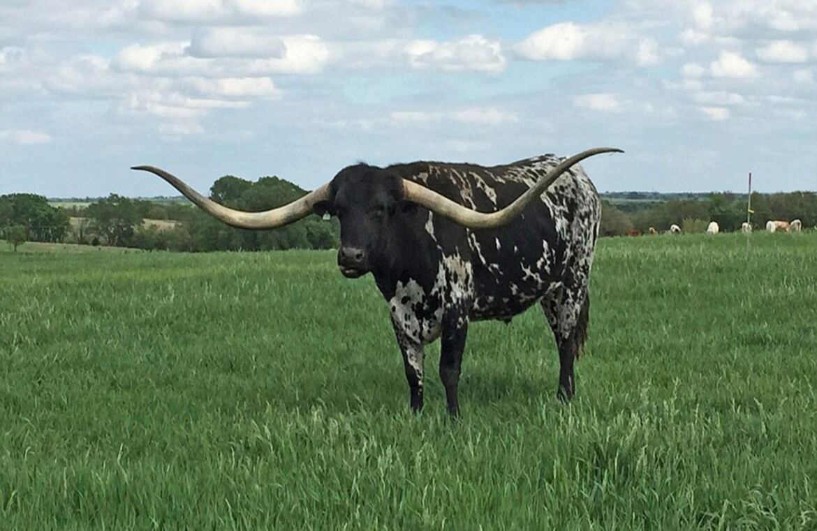 Big Red 907, un Longhorn de Texas que pertenece a El Coyote Ranch en Texas, EE.UU., es el buey con los cuernos más largos: miden 292,1 cm.