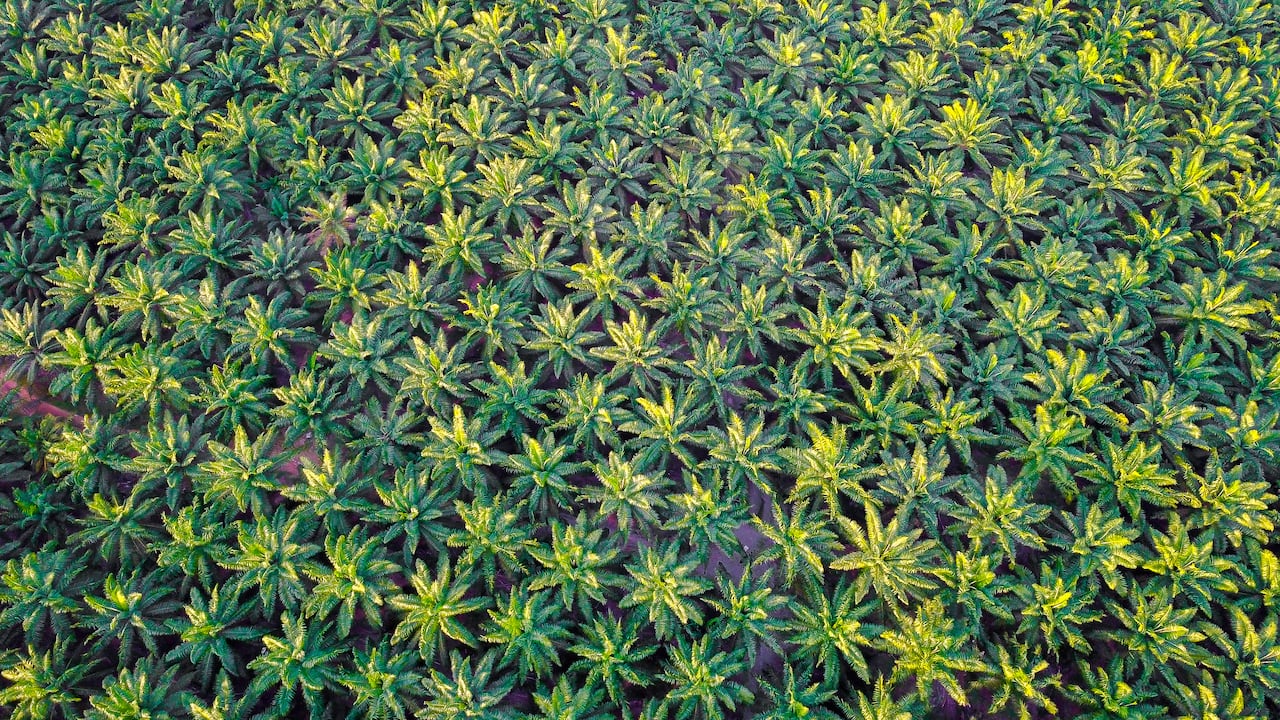 ¿Cómo logró Colombia convertirse en líder de la producción sostenible de aceite de palma?